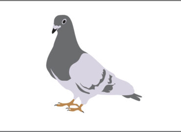 one-birdie-update-googles-algorithm-pigeon-seo-buckinghamshire